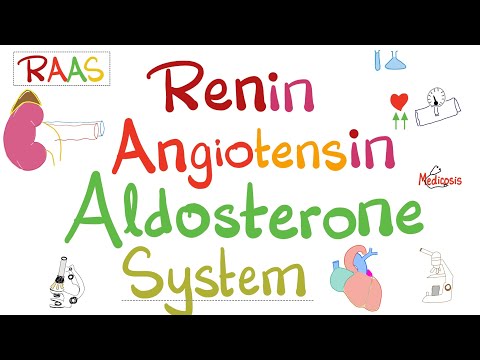 Renin Angiotensin Aldosterone System (RAAS)  -  Physiology
