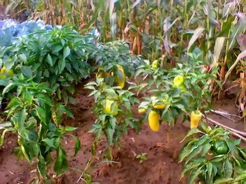 Organic food made in the wonder garden of Bucovina