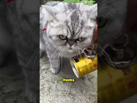 This Cat Found His Girlfriend Thanks To A Magnet 😲❤️