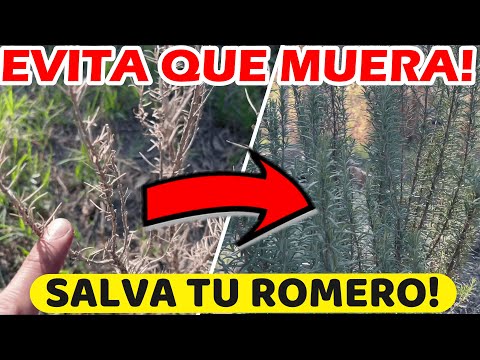 SALVA Tu Planta De Romero Con Estos CONSEJOS! Evitar Que Se SEQUE El Romero