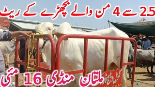 Download lagu Today Multan Cow Mandi Latest Video For Qurbani 2026 Animals || Global Village Farming  mp3