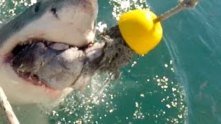 preview picture of video 'Great White Shark cage diving, South Africa (Grande mergulho gaiola tubarão branco)'