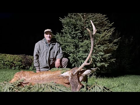 Einstangenhirsch liegt auf der Strecke