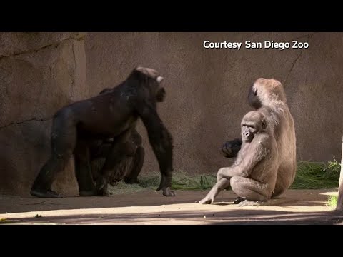 聖地亞哥動物園野生動物園的大猩猩被診斷出患有COVID-19。 (Gorillas at San Diego Zoo Safari Park diagnosed with COVID-19)