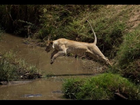 Leoa pula desesperada em rio atrás de filhote, Wild life, Reino animal, Animals, animais em extinção