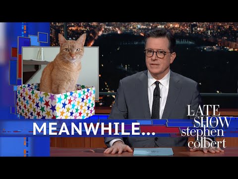 Meanwhile... Do Cats Know Their Names? - YouTube
