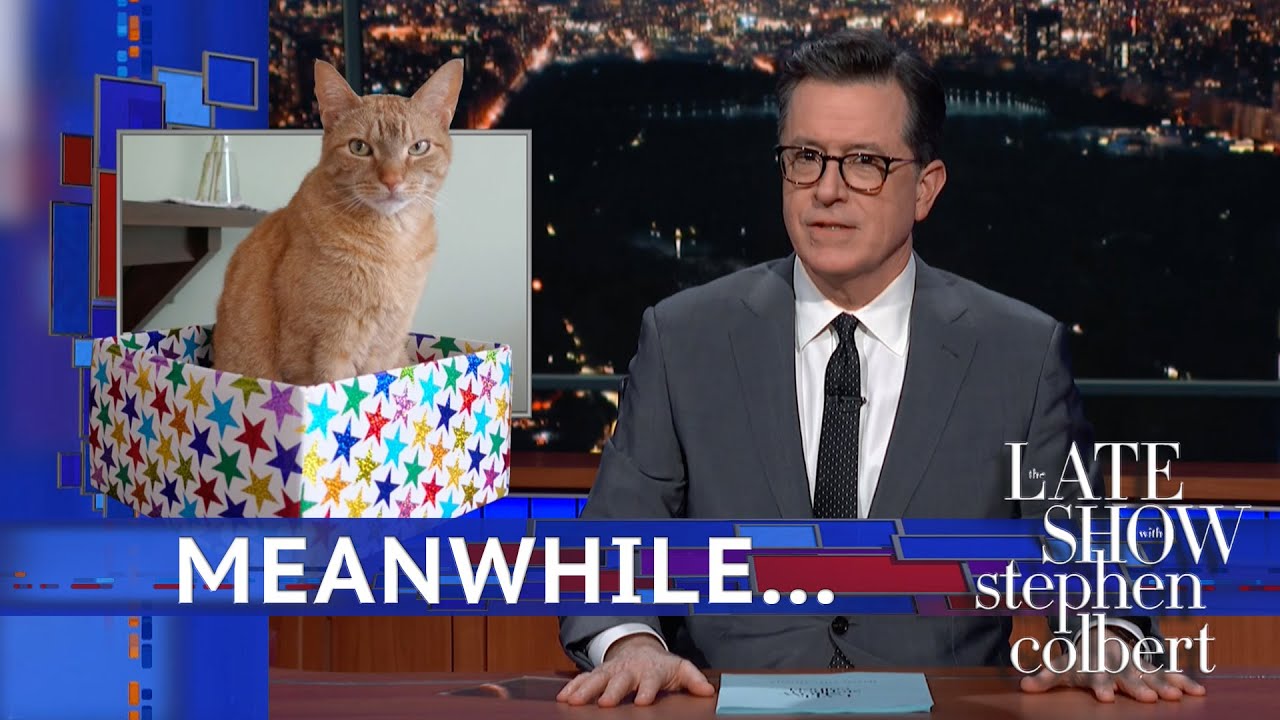 Meanwhile... Do Cats Know Their Names?