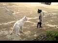 GRACIOSA PAREJA DE GATOS ENAMORADOS DISCUTIENDO XD