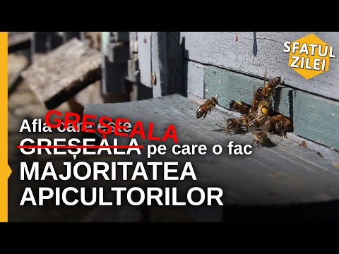 Afla care este greseala pe care o fac MAJORITATEA APICULTORILOR - Sfatul Zilei