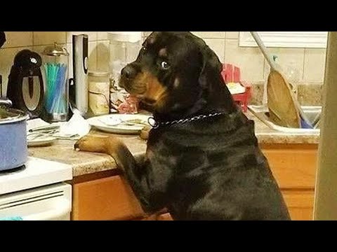 Les chiens rottweiler les plus drôles de la planète sont ici !