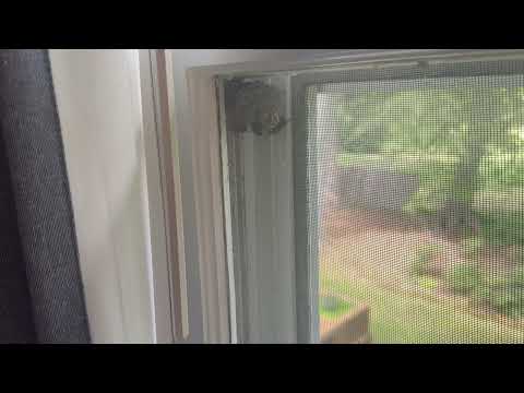 Paper Wasps Begin Building Their Nest in Old...