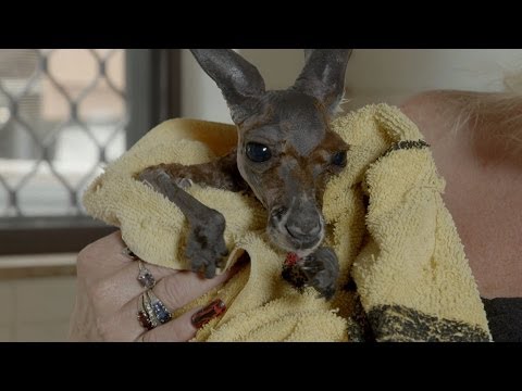 Baby Kangaroo has a bath in the kitchen sink - Kangaroo Dundee: Episode 5 Preview - BBC