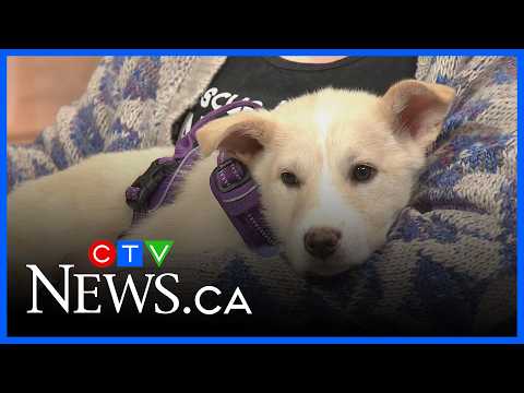 How fostering pets could be a trial run for you - YouTube