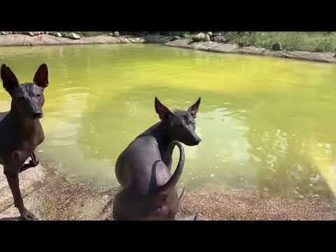 Perro sin Pelo + Chinese Crested Dogs