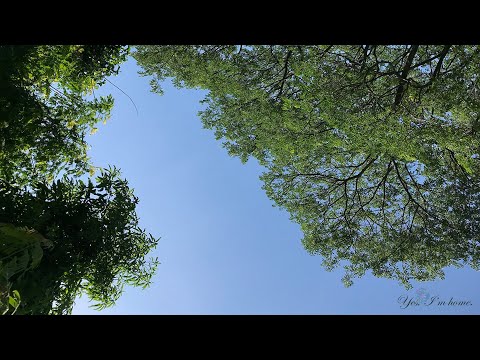 Backyard ambience - Under the trees : Music and Bird Noise for calm 🌳🌝 June Sunny Day (●'◡'●)
