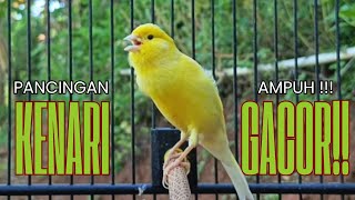 Download lagu Pancingan Kenari GACOR panjang untuk Masteran Kenari PAUD & agar Kenari diam agar bunyi & gacor mp3