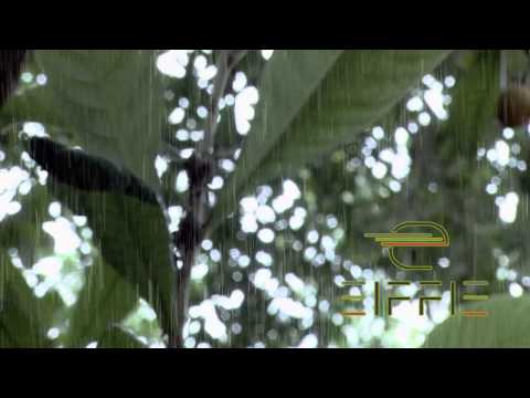 Eiffie Sunglasses Spring Edition 2013: Congo Model