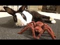 Waking a sleeping rabbit with a giant spider!