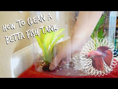 HOW TO CLEAN A BETTA FISH TANK