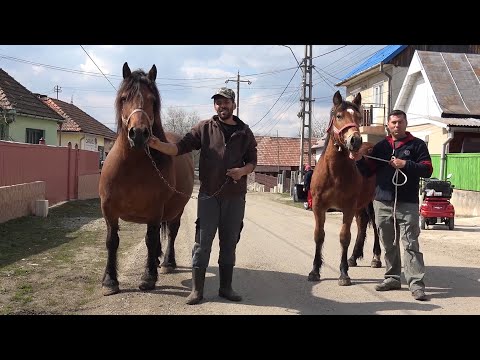 Caii lui Atila de la Huedin, Cluj - 2023 Nou !!!