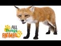 FOXES: Animals for children. Kids videos ...