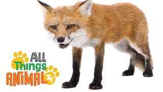 FOXES: Animals for children. Kids videos. Kindergarten | Preschool learning
