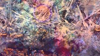 Isidore (Isidore)(the whole album)