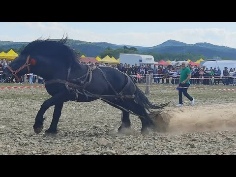 Cai de tracțiune locul 1 la simplu Atilla de la Brașov la Marginea-Bucovina 4 Iunie 2023