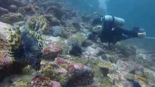 preview picture of video 'Arus Paleeh dive site, Weh island, Aceh'