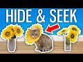Extreme CAT Hide And Seek - Challenge