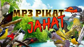 Download lagu Suara BURUNG KECIL RIBUT | JAHAT mp3