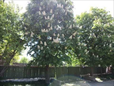 de drag de satul meu