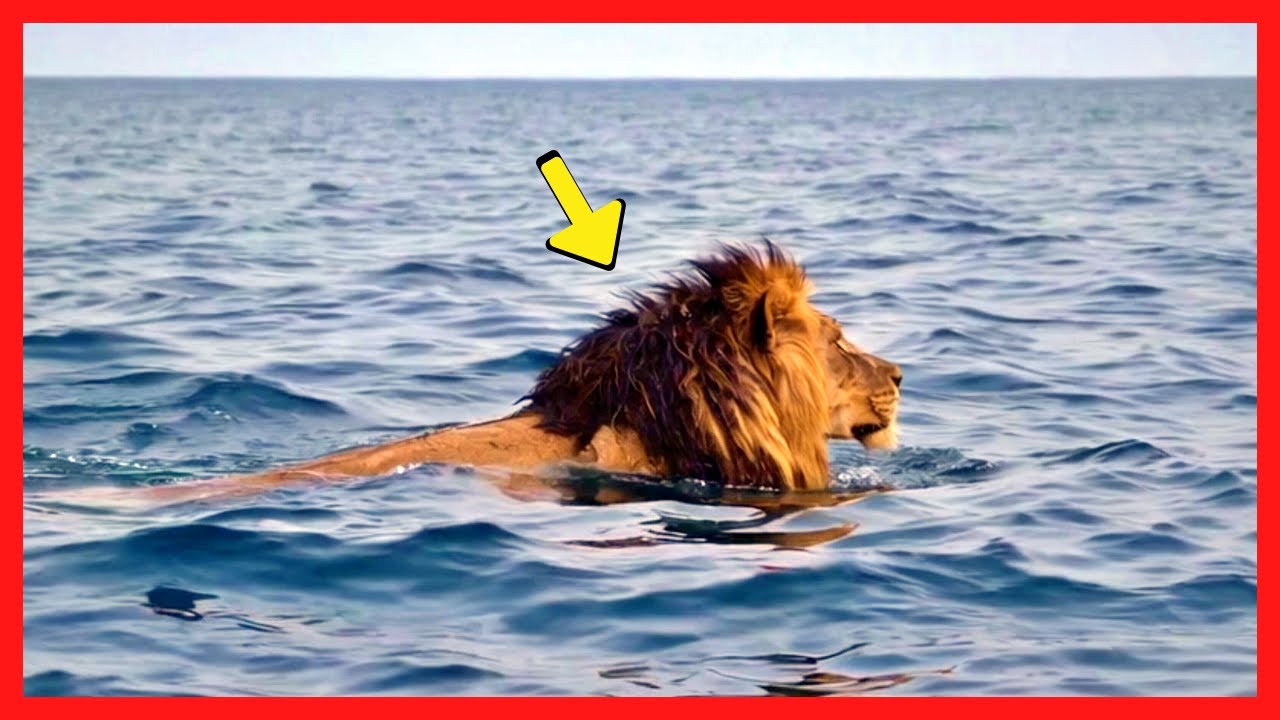 Leão Aparece em Alto-Mar e Deixa Tripulação em Choque. O Que Fizeram Depois Vai te Arrepiar!