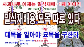 사과나무 밀식재배. 사과 왜성 재배, 밀식재배용 묘목 따로 있다. 대목을 알아야 묘목을 구할 수 있다.-사과…