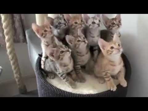 Nandan kumar cat dance hip hop  video