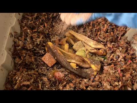 Restarting A Bin. Update Of The Blue Worms, Red Wigglers, And European Nightcrawlers.