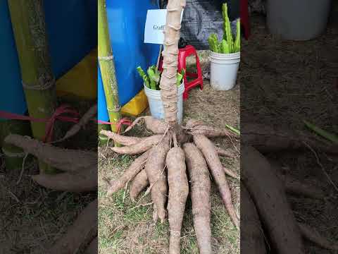productos en la feria agropecuaria santa cruz Cajamarca