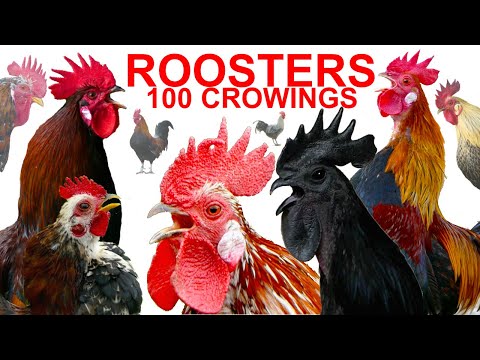 COMPILATION 100 roosters crowing - Ayam Cemani, Brahma, Leghorn, Serama, Silkie, Wyandotte chickens