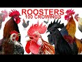 COMPILATION 100 roosters crowing - Ayam Cemani, Brahma, Leghorn, Serama, Silkie, Wyandotte chickens