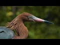 Three Birds In Five Minutes Not Often Seen Heron Behaviors