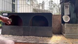 nesting boxes for five dollars in five minutes for your chickens cheap and easy