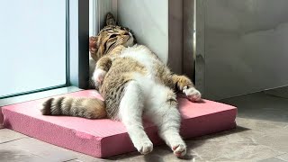 When God Gifts You a Comedian Cat 😂 Funny Cat Videos 2026