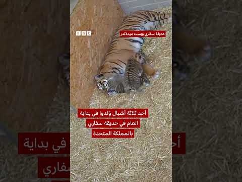 فيديو | أشبال نمر سومطري شقية توقظ أمها