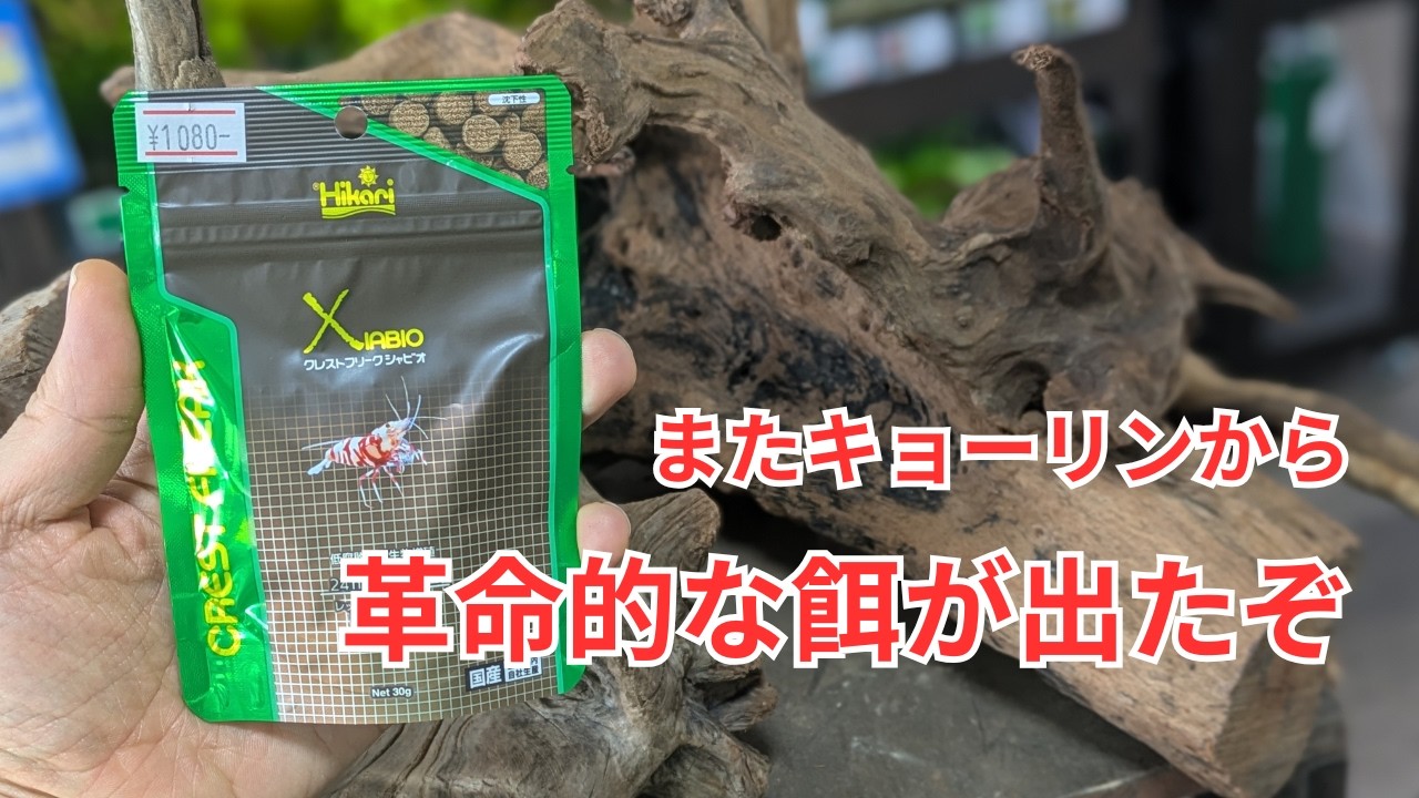 微生物が周りで増殖する餌「キョーリン クレストフリーク シャビオ」をご紹介！
