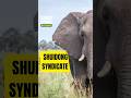 Three ivory kingpins….One undercover sting.