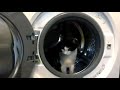 Cat Climbs Into Washing Machine