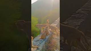 Download lagu Monkey wibe #sadmusicringtone #sadringtine #bansiruringtone #newsadringtone #bestrinhtone #ringtones mp3 Download lagu Monkey wibe #sadmusicringtone #sadringtine #bansiruringtone #newsadringtone #bestrinhtone #ringtones mp3