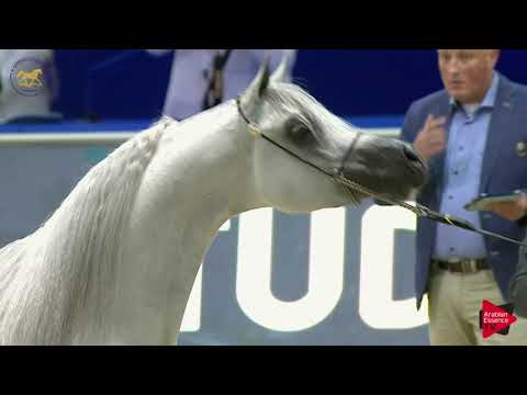 N.202 E.S. SARAB - Dubai 2019 - Stallions 7-9 years old