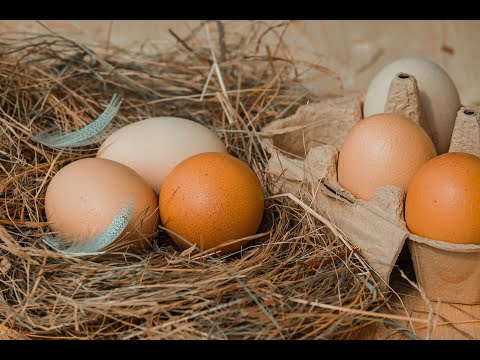 Warum sind manche Eier braun und andere weiß?