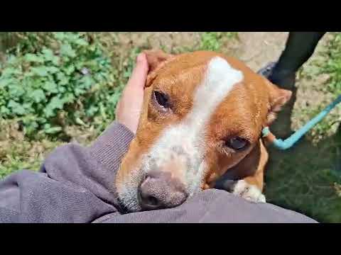 Vídeo de ARAMIS